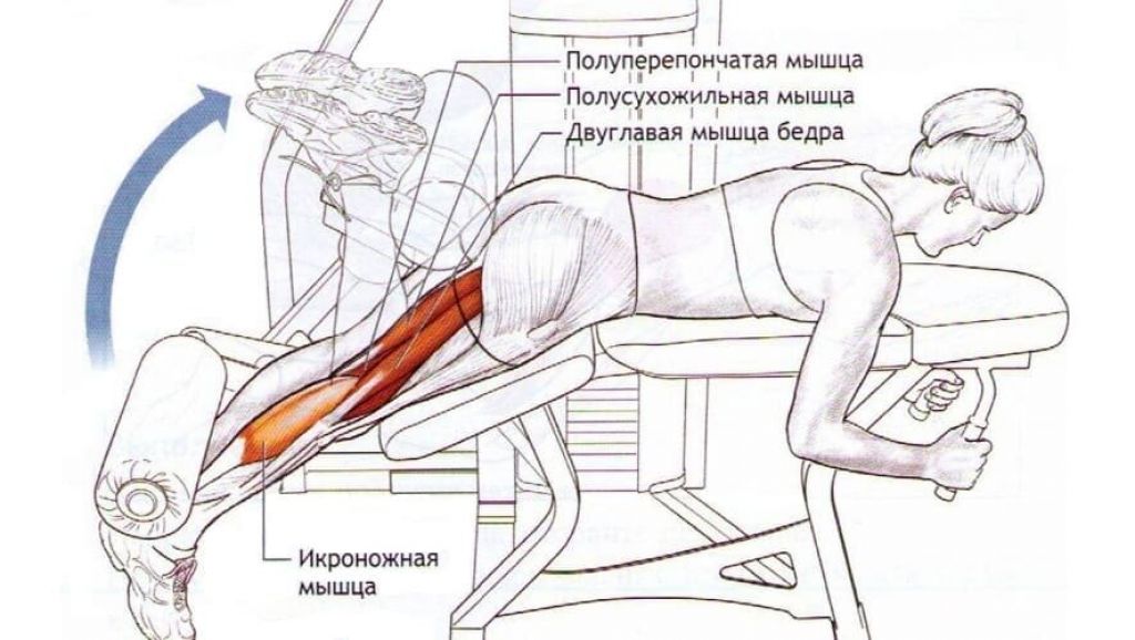 Бицепсы бедер (двуглавые мышцы бедер) - упражнения, анатомия, особенности тренировки