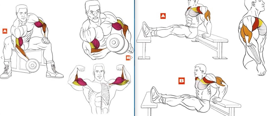 Как растут мышцы и как тренироваться, чтобы они росли?