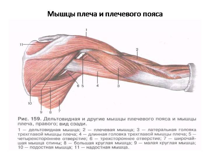Анатомия мышц плеча человека – информация: