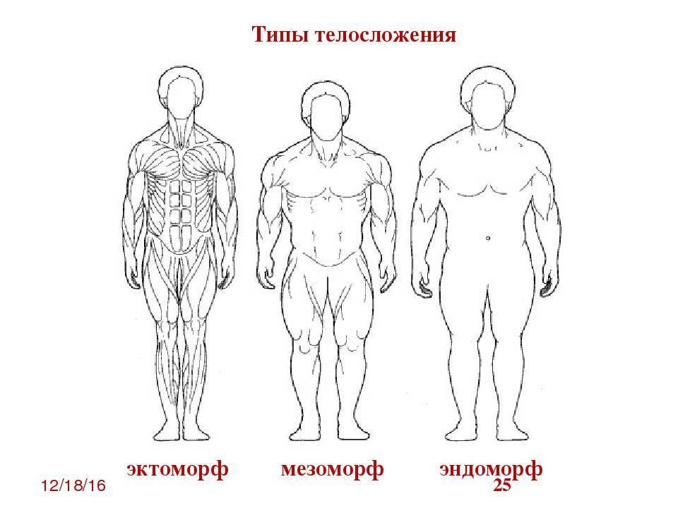 Типы строения тела у мужчин: чем отличаются плотное, среднее и худощавое телосложение