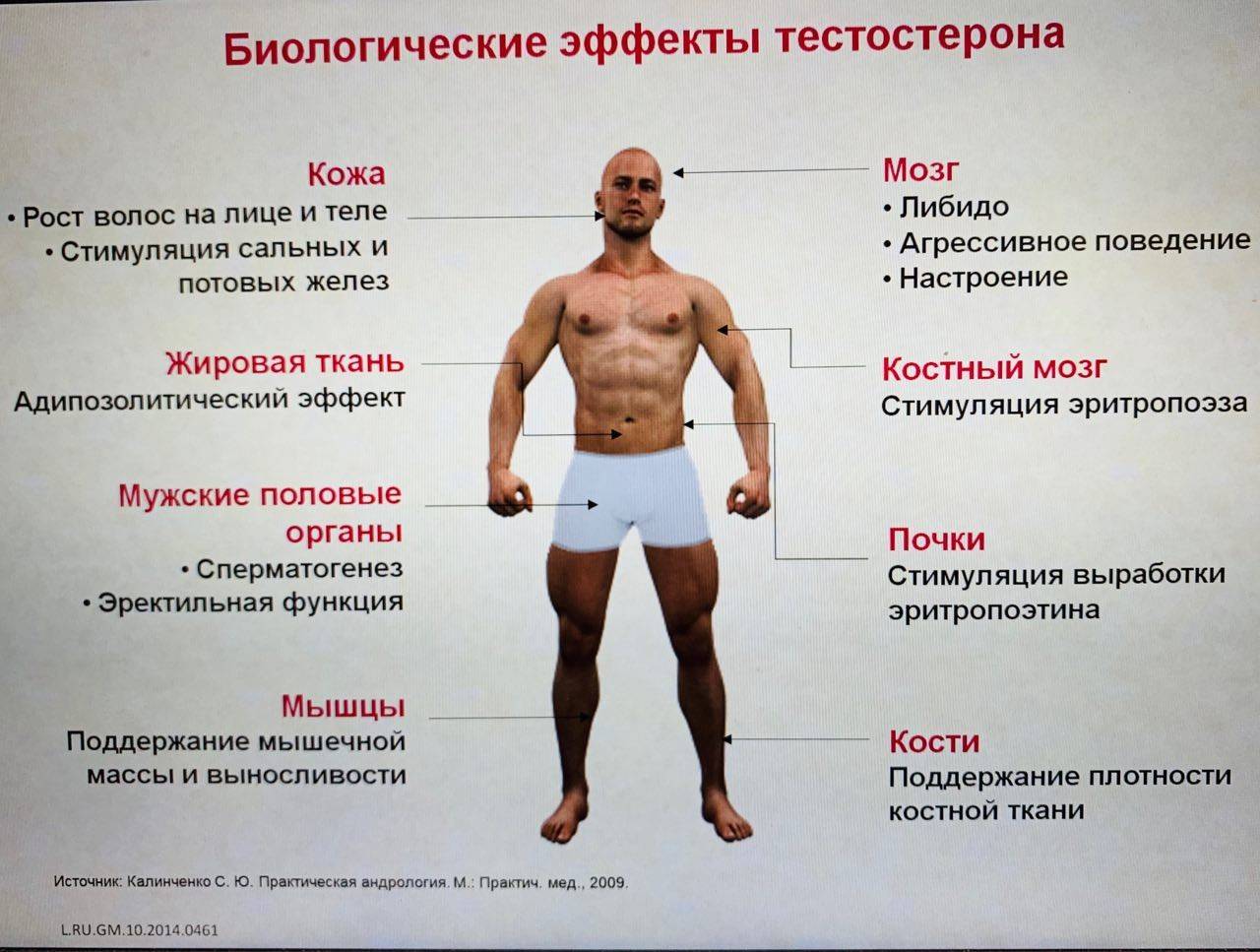 Зачем тестостерон женщине и как регулировать его выработку?