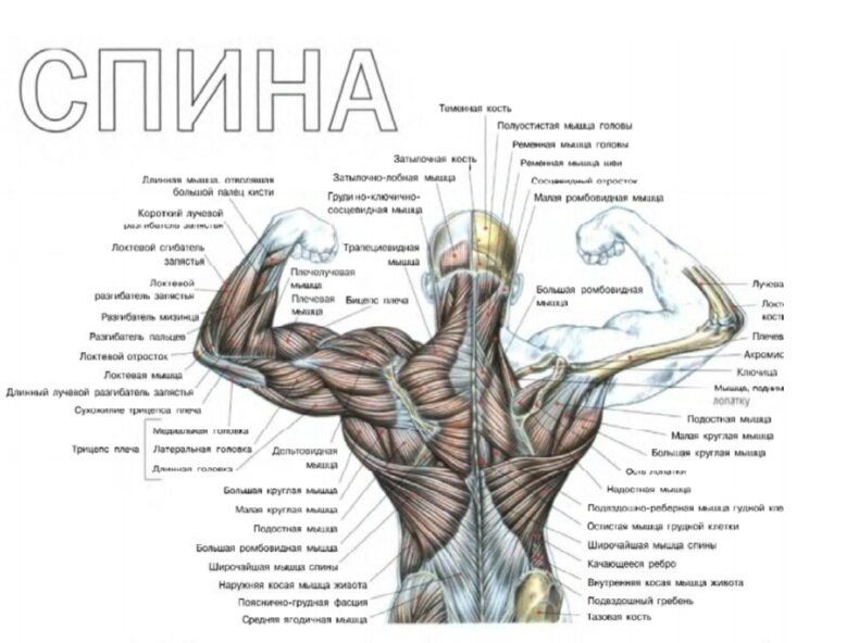 Разгибатели спины: анатомия и упражнения для мышц