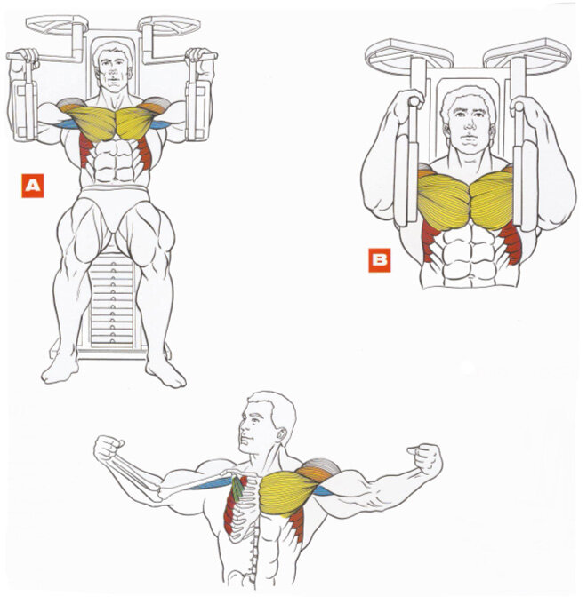 Как накачать внутреннюю часть грудных мышц: упражнения для середины груди