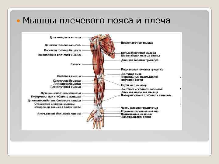 Мышцы верхних конечностей: анатомия и таблица с функциями