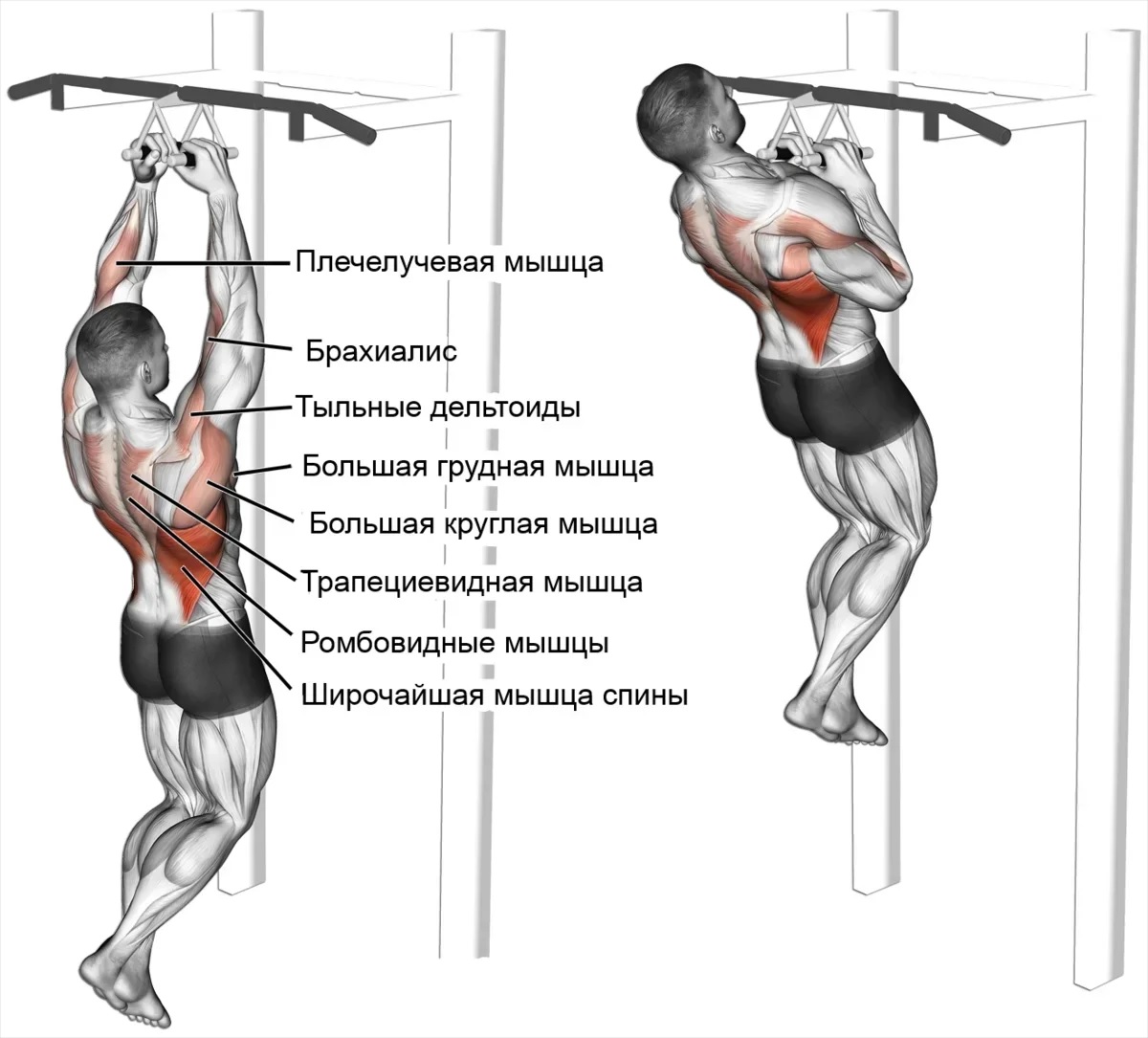 Подтягивания обратным хватом - какие мышцы работают? советы, рекомендации - tony.ru