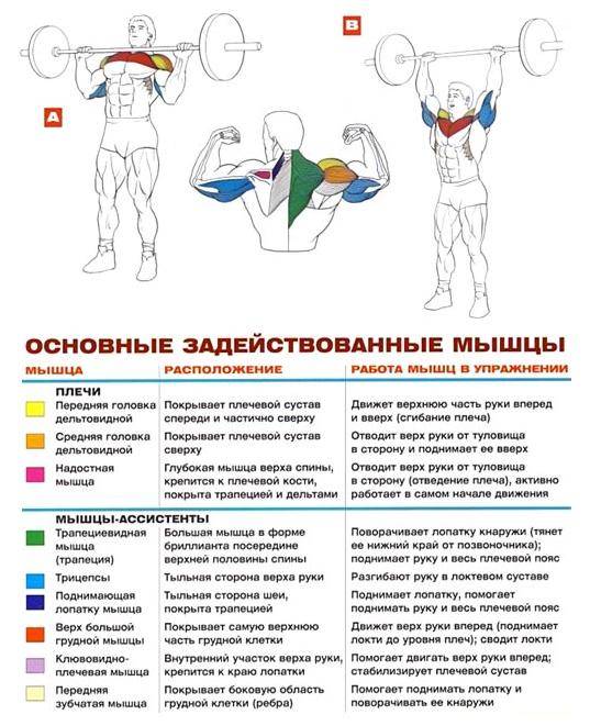 Жим гантелей сидя: правильная техника, нюансы и рекомендации | rulebody.ru — правила тела
