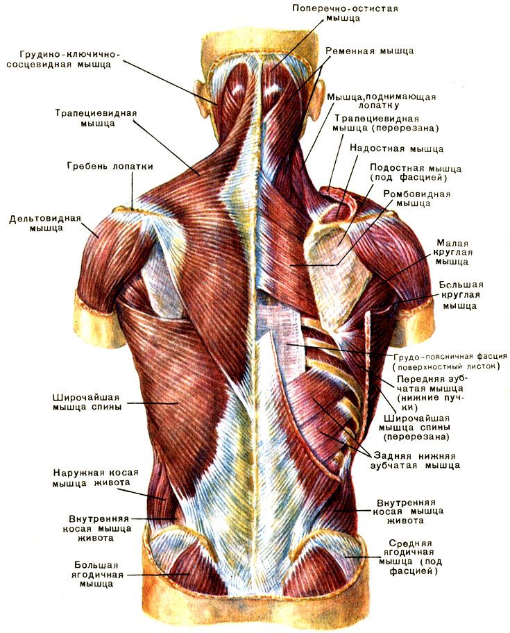 Анатомия мышц спины человека – информация: