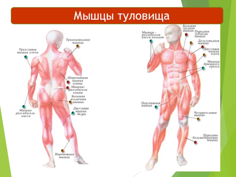 Анатомия мышц туловища человека – информация: