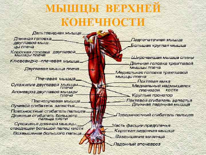 Плечевой пояс: анатомия скелета и суставов плечей и рук, особенности строения, функции