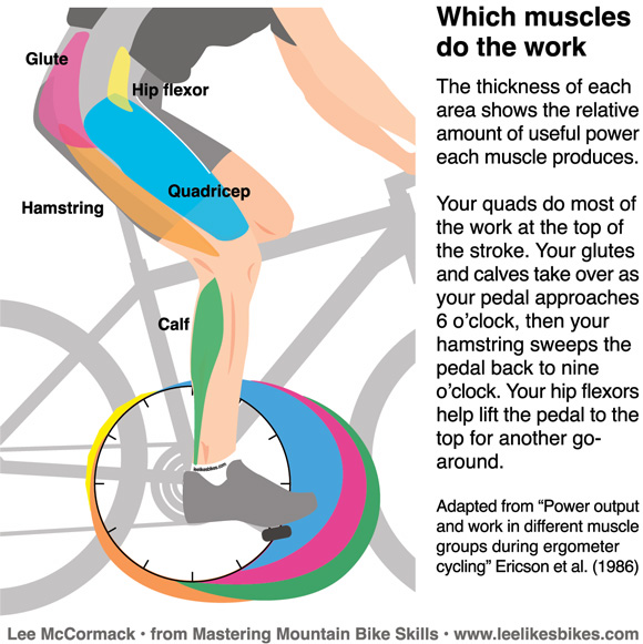 Работа мышц при езде на велосипеде — сайт для велосипедистов