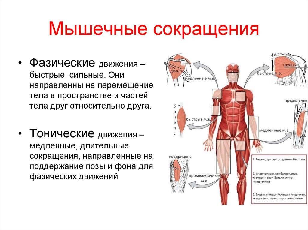 От чего зависит сила мышц? (анатомические факторы)
от чего зависит сила мышц? (анатомические факторы)