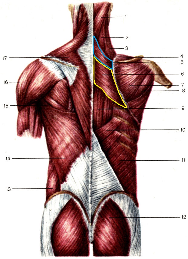 Анатомия мышц медиального тракта спины человека – информация:
