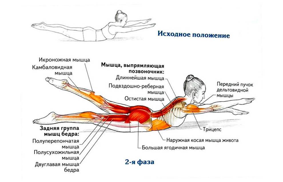 Мышцы разгибатели спины: анатомия и лучшие упражнения