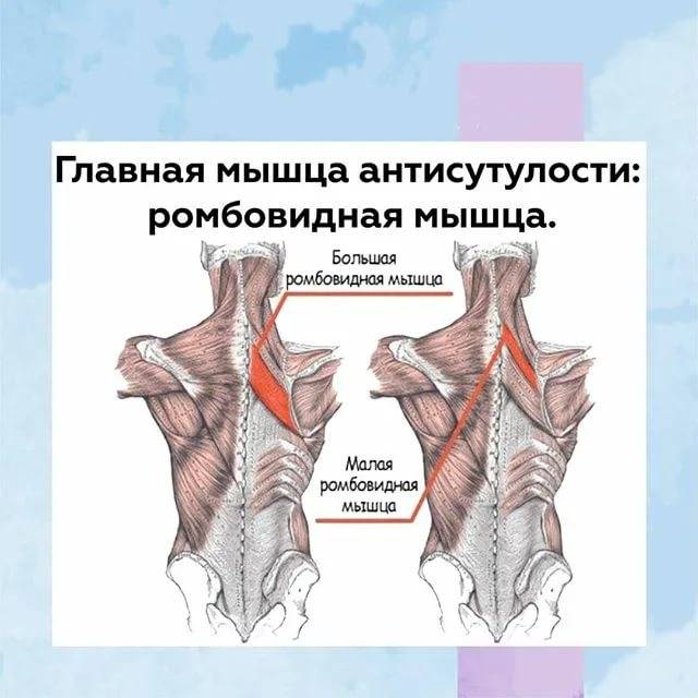 Упражнения на ромбовидную мышцу. ромбовидные - упражнения, особенности тренировки, анатомия
