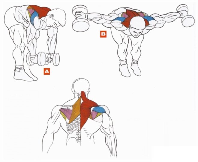 Упражнения на спину с гантелями: как накачать спину гантелями