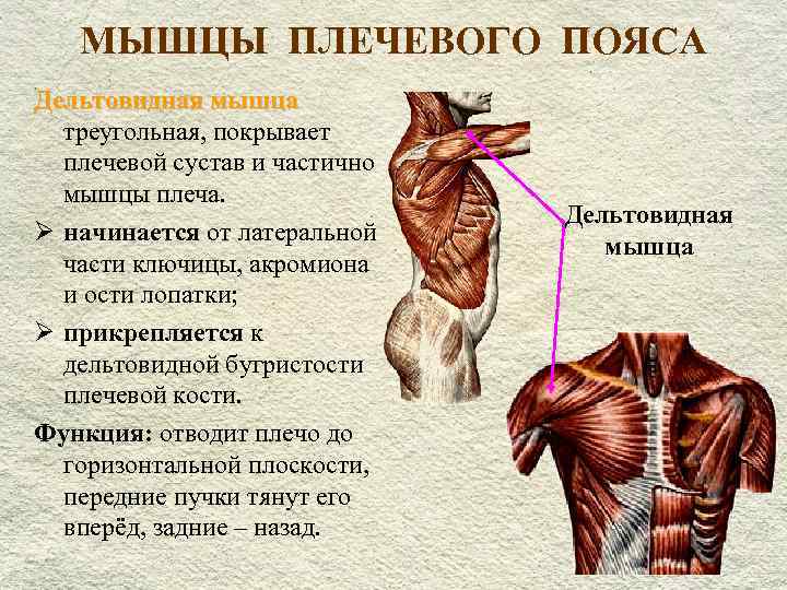 Мышцы плечевого пояса: строение и функции