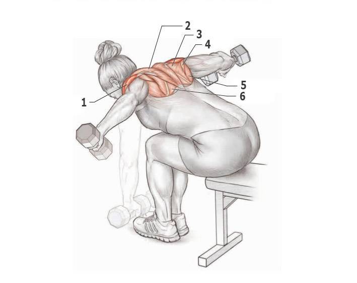 Упражнения для спины с гантелями | yourfitnesslife.ru