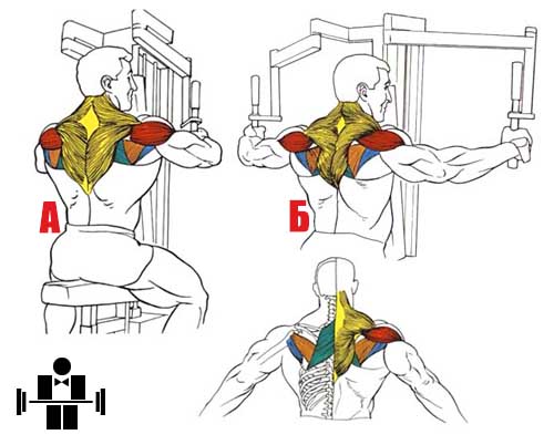 Разведение рук в тренажере – техника обратной бабочки для проработки заднего пучка дельт