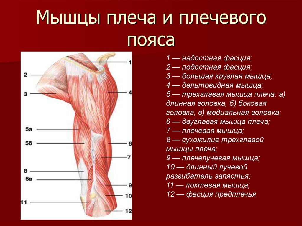 Мышцы плечевого пояса: анатомия, функции двуглавой и трехглавой мышцы, мышцы лопатки человека, трапециевидная мышца | ревматолог | zaslonovgrad.ru