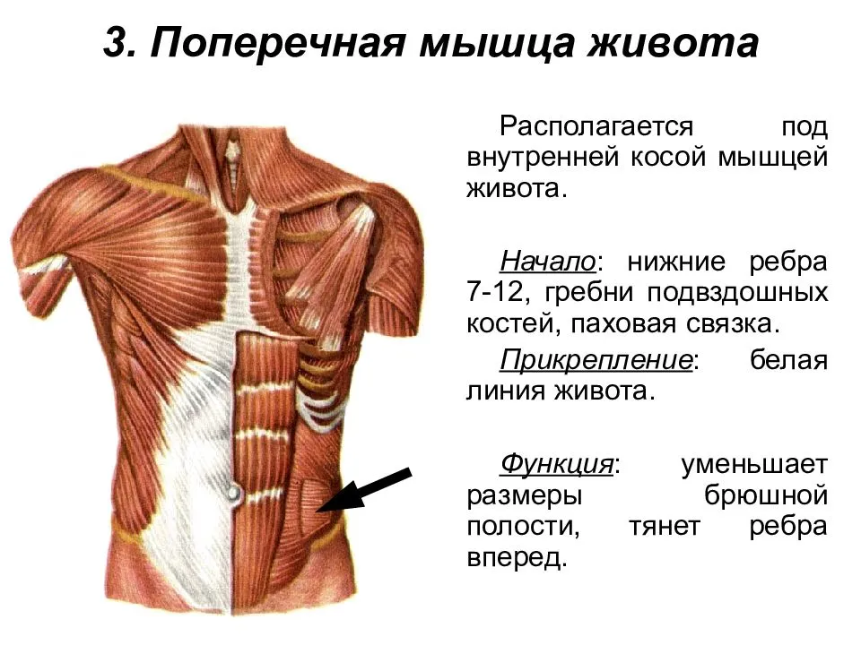 Как накачать поперечные мышцы живот