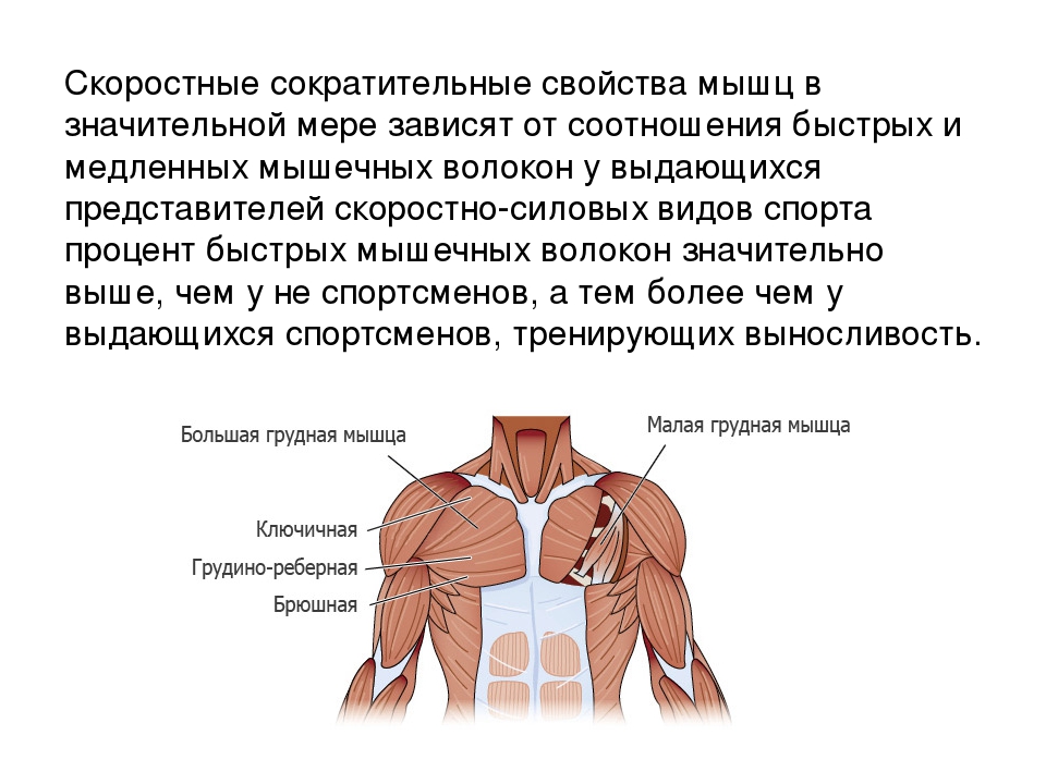 Механизмы гипертрофии мышц человека
механизмы гипертрофии мышц человека