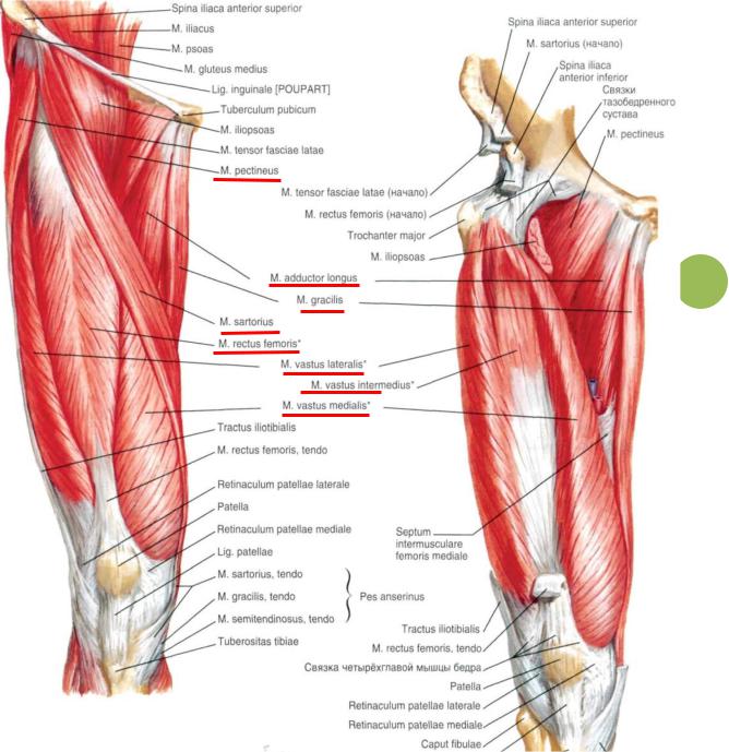 Анатомия мышц бедра: ценные сведения об их строении и устройстве