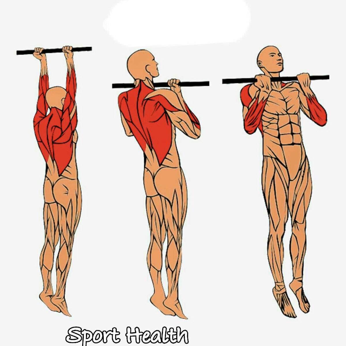 Подтягивания обратным хватом: какие мышцы работают