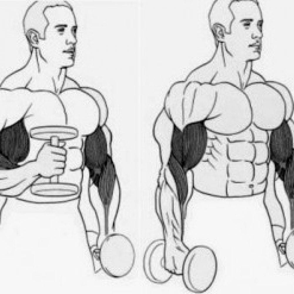 Тренировка бицепса на массу: лучшие упражнения для прокачки двуглавой мышцы плеча