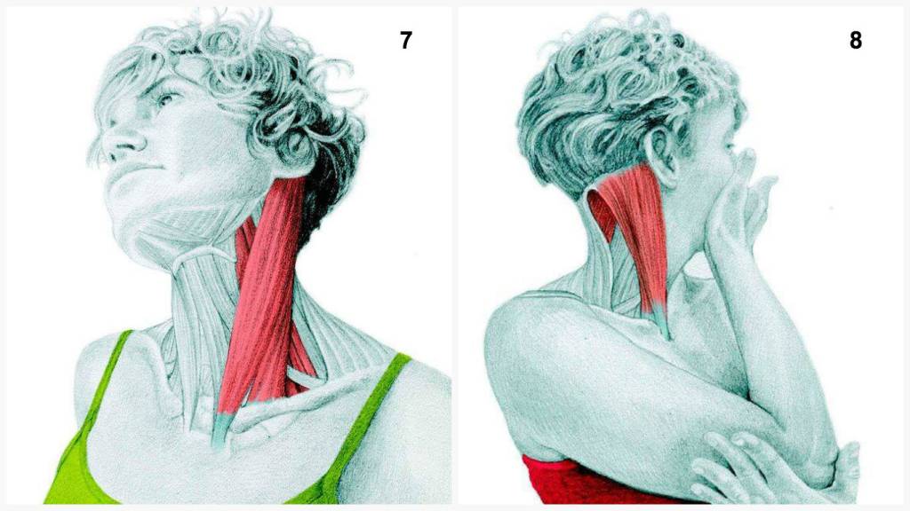 Платизма - мышца, о которой вы не знали. как сохранить красивую шею в любом возрасте?