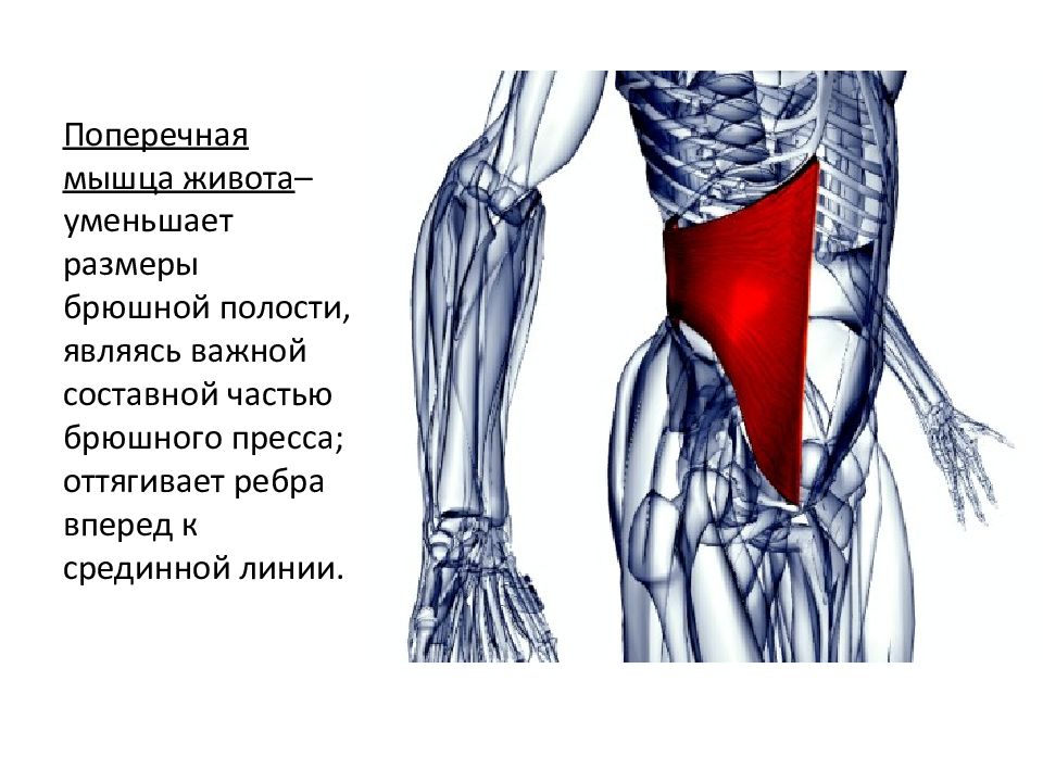 Упражнения для плоского живота или поперечной мышцы живота