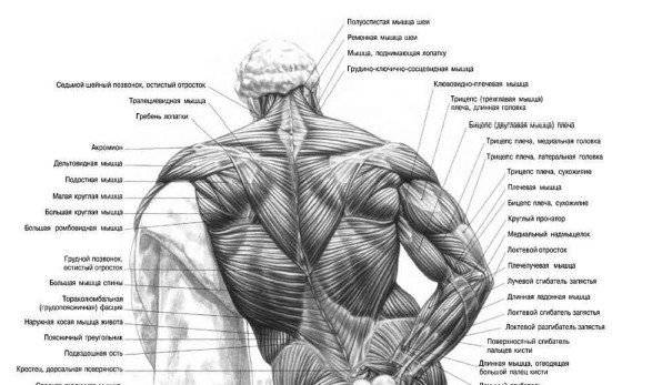 Мышцы спины: строение, функции, заболевания