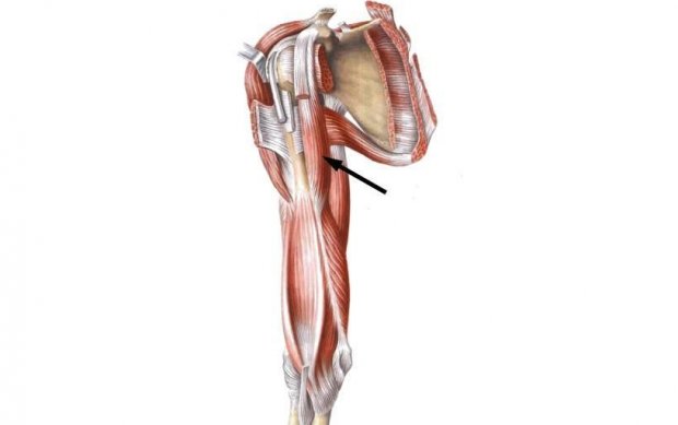 Платизма - мышца, о которой вы не знали. как сохранить красивую шею в любом возрасте?