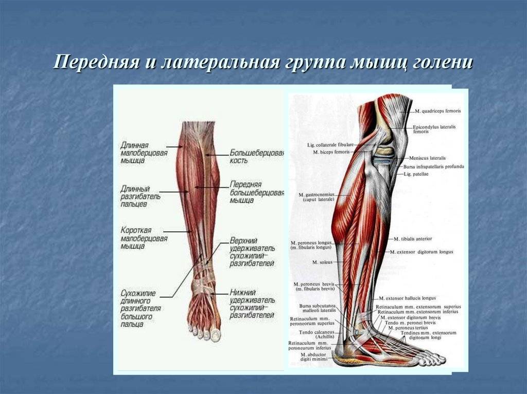 Мышцы голени (задняя группа) человека | анатомия мышц голени, строение, функции, картинки на eurolab