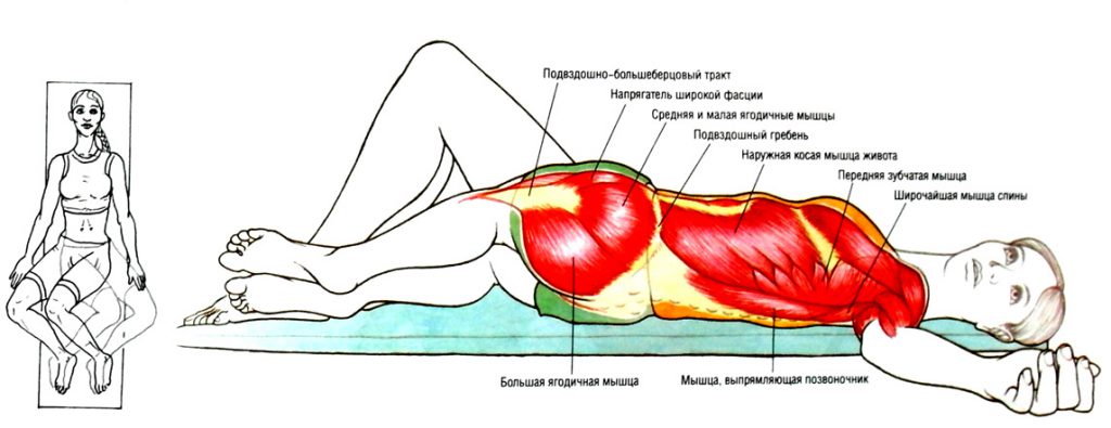 Подвздошно-поясничная мышца – анатомия, функции и комплекс упражнений для растяжки и укрепления