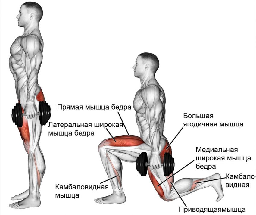 Выпады с гантелями: какие мышцы работают и техника выполнения | irksportmol.ru