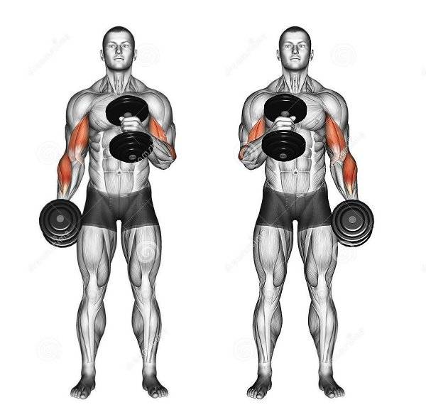 Поднятие гантелей перед собой. какие мышцы работают, как правильно делать стоя, сидя, техника