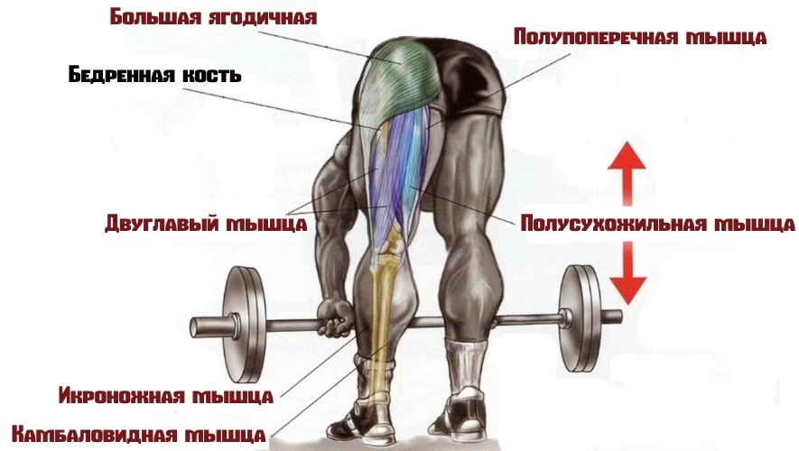 Становая тяга: техника выполнения, какие мышцы работают