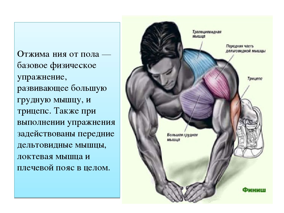 Как нужно правильно отжиматься | методы отжимания, чтобы накачать грудные мышцы | rulebody.ru — правила тела