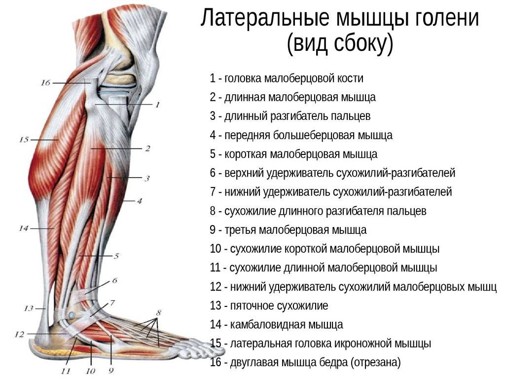Мышцы голени (латеральная группа) человека | анатомия мышц голени, строение, функции, картинки на eurolab