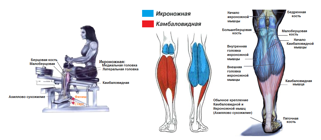 Биомеханика мышц параллельного и перистого типа