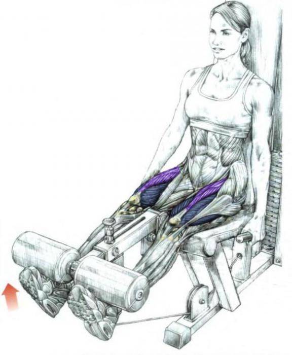 Разгибание ног в тренажере сидя: упражнение от а до я