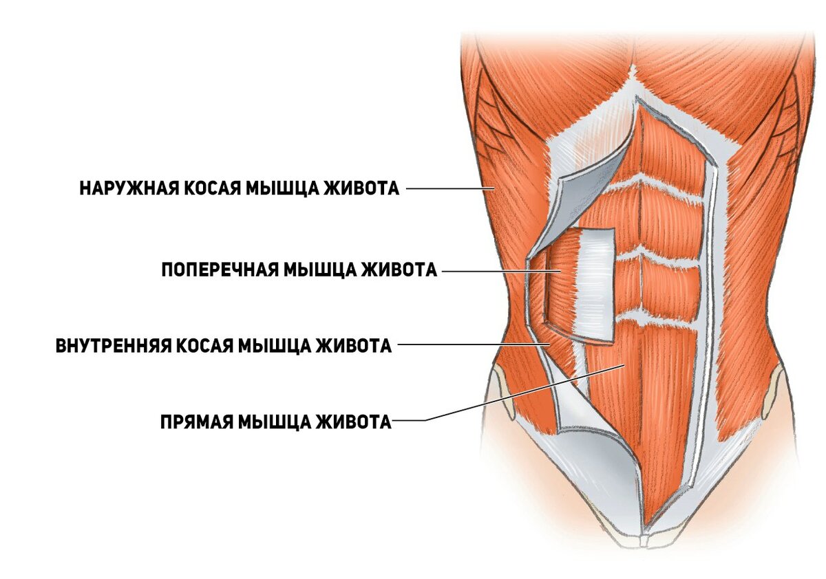 Анатомия поперечной мышцы живота человека – информация: