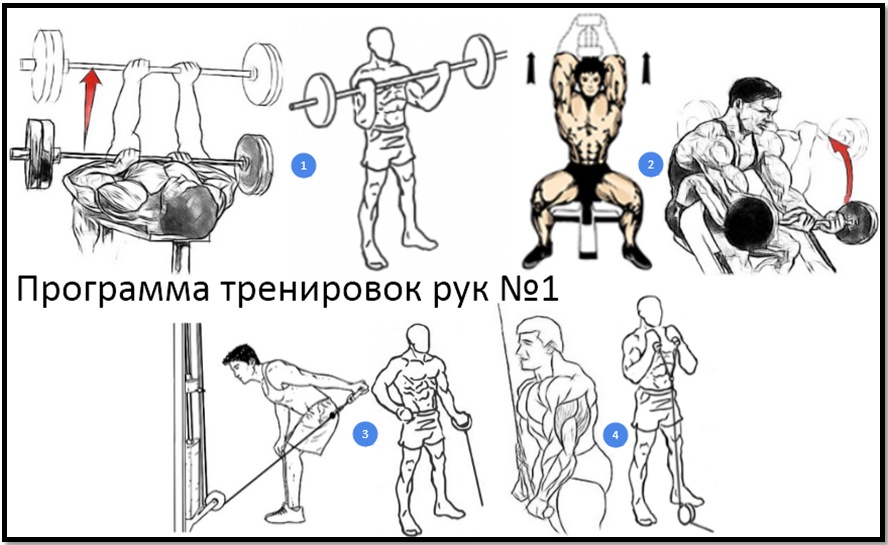 Упражнения на руки в тренажерном зале для мужчин: тренировка рук в спортзале