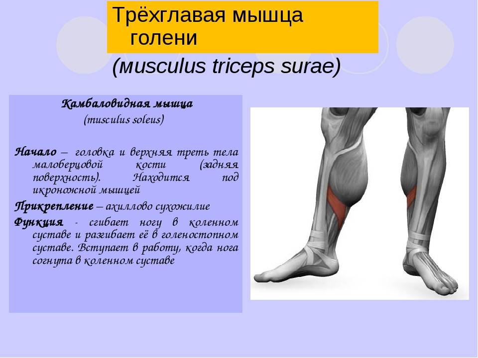 Мышцы ног человека: анатомия, строение, схема-рисунок с названием