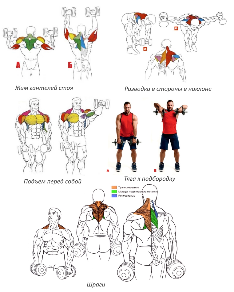 Как тренировать плечи — и как сделать их шире. гид новичка - 7 неделя
