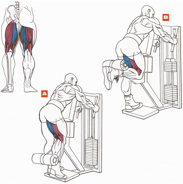 Как накачать задние мышцы бедра, упражнения
