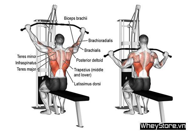 Тяга вертикального блока к груди: базовое упражнение для мышц спины