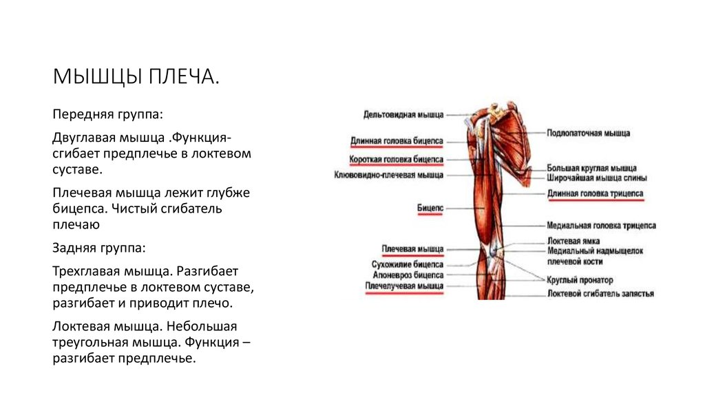 Мышцы плечевого пояса. нормальная анатомия человека: конспект лекций