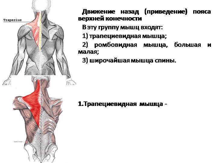 Большая и малая ромбовидные мышцы спины - где находятся и топ 3 упражнения