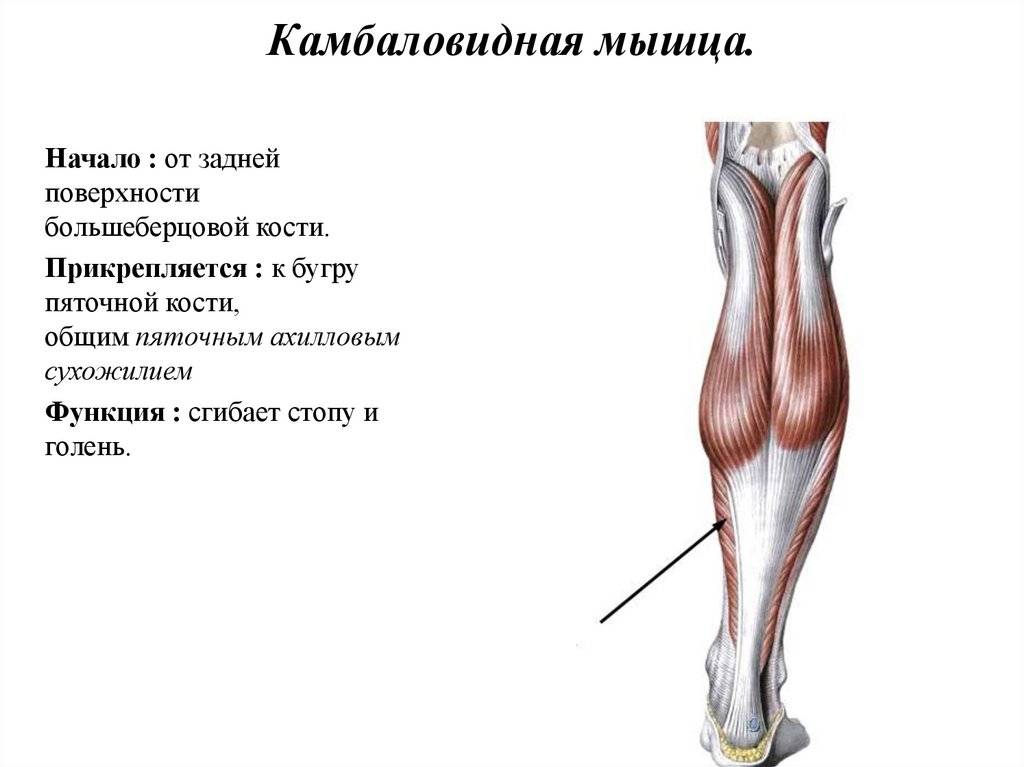 Биомеханика мышц параллельного и перистого типа
биомеханика мышц параллельного и перистого типа